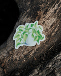 Sticker Pothos