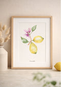 Affiche aquarelle citronnier botanique - Funounarts